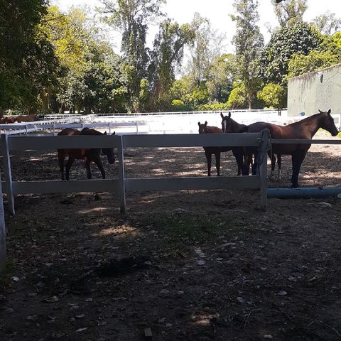 Bonde da Corniação Com ZERO ZERO's show