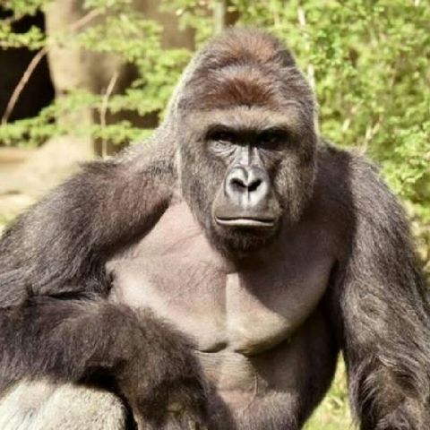 HARAMBE TRIBUITE SONG( R.I.P) -2Khan