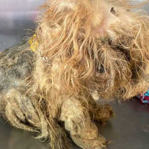 Humane Society Seeking Information On Owner Of Severely Matted Dog