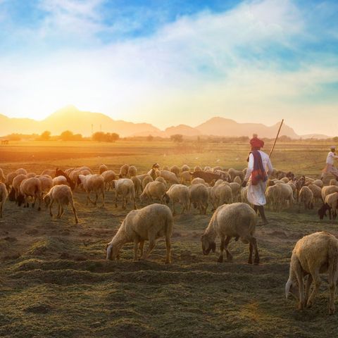 Il Pastore e le pecore - Quarta di Pasqua (Romano) - 12 Maggio 2019