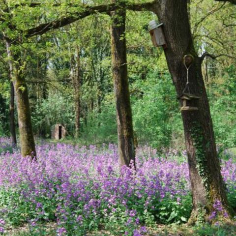 La flora del Parco Del Ticino