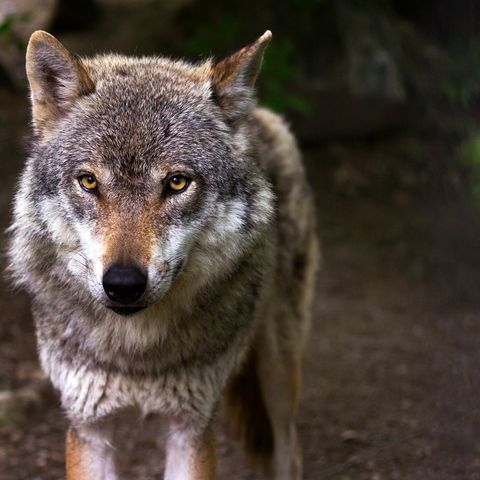 Endangered - Breve storia del lupo italiano