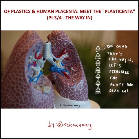 Of plastics & human placenta: meet the "plasticenta" (Pt3/4 - The way in)