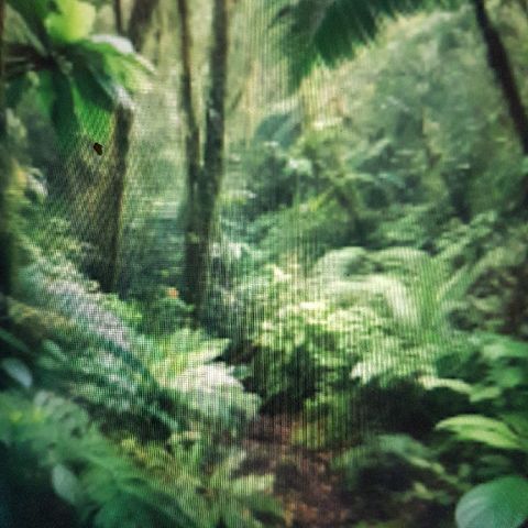 Der Regenwald part 1