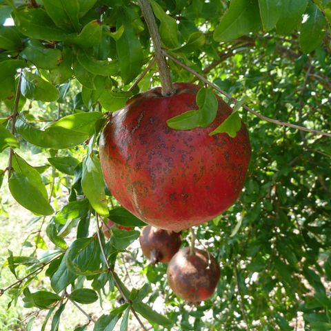 Pomegranates for the Texas HIll Country