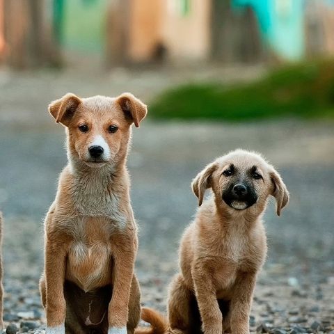 Allarme dell'ENPA: troppe le richieste di restituzione di cani adottati