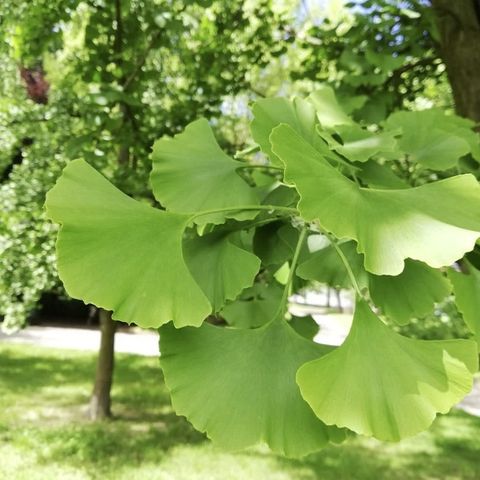 IL GINKO
