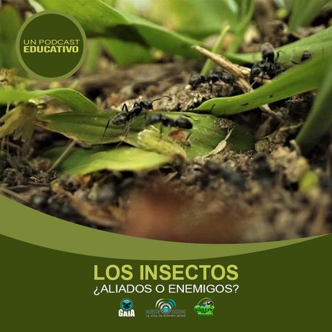 NUESTRO OXÍGENO Los insectos aliados o enemigos – Ing. Shirley Palacios Castro