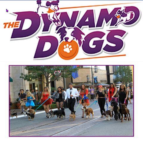 Countyfairgrounds presents Dynamo Dogs