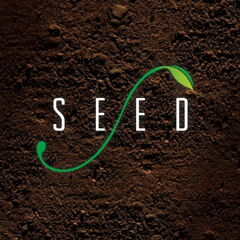Seed Week 4