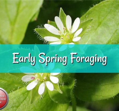 Early Spring Foraging with Herbal Prepper Live on PBN