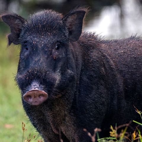 Feral pigs are in the sights of #SouthAustralia marksmen as we check in on the latest control figures with the Arid Lands Landscape Board