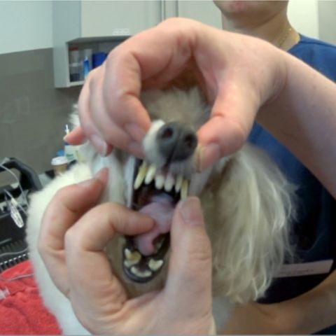 August Is Pet Dental Health Month!