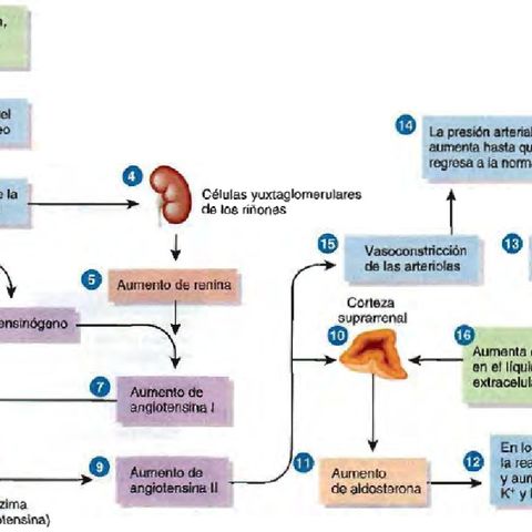 Regulación de la Presión Arterial