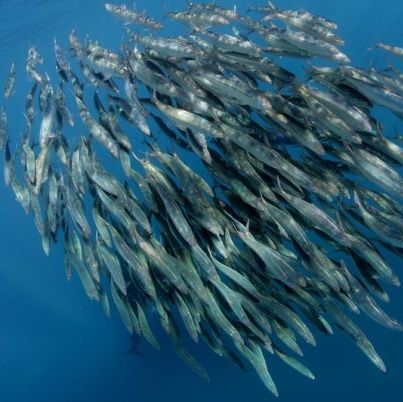 Endangered - La sopravvivenza dei banchi di pesce