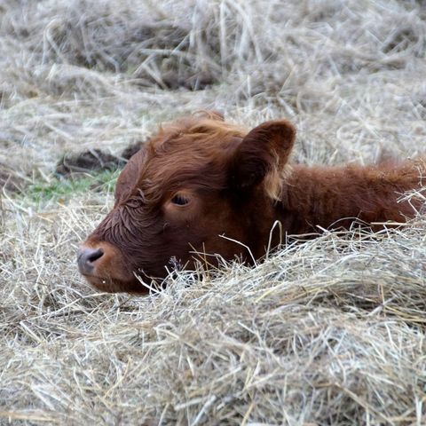 A successful calving season starts with planning