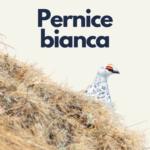 167 - Fuori Traccia: Pernice Bianca