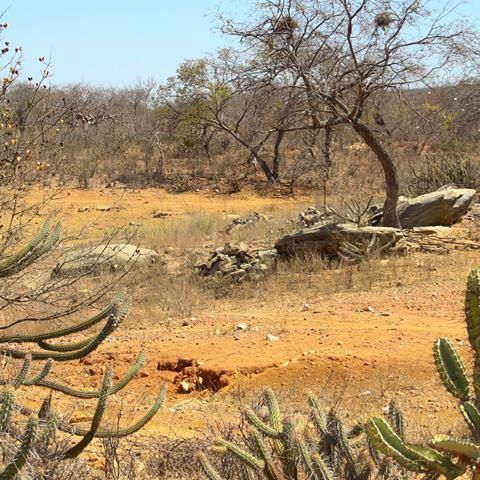 Clima a rischio il 40% della biodiversità nel Brasile orientale