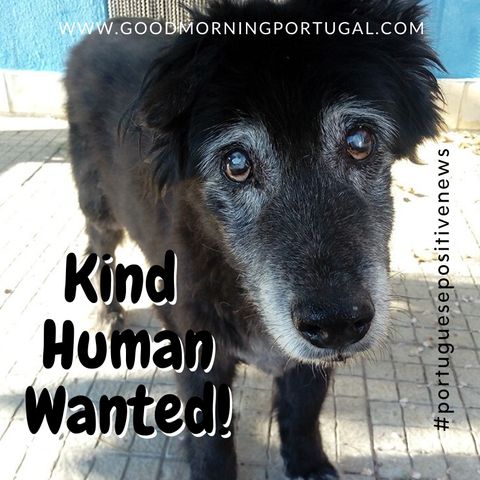 Kind Human Wanted (Now Found!) Portuguese Positive News on Good Morning Portugal!