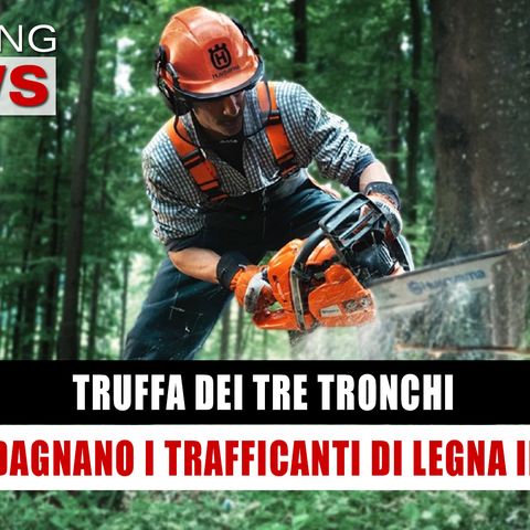 Truffa Dei Tre Tronchi: Come Guadagnano I Trafficanti Di Legna In Romania!