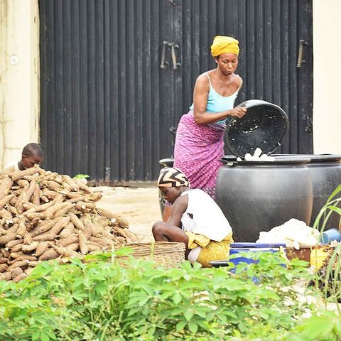 Fosforo e liming fanno bene alla manioca e alla sicurezza alimentare