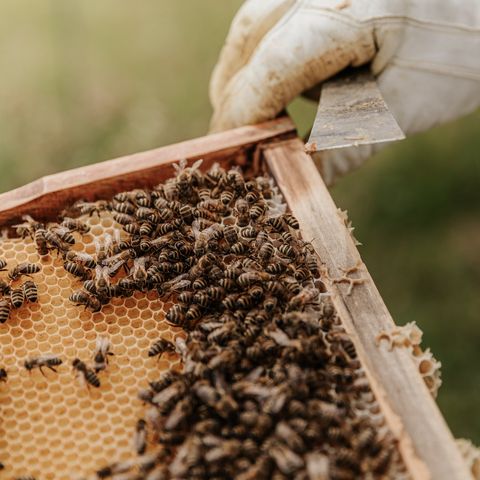 62. The Government is Killing the Bees