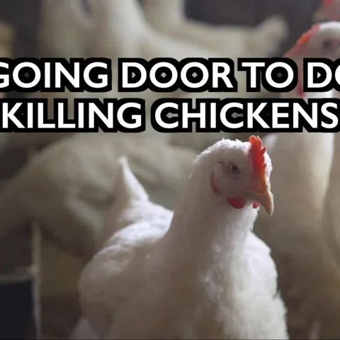 Food Supply Report: UK Gov Door to Door Killing Chickens w/ Christian of the Ice Age Farmer