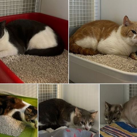 Dieci gatti “sfrattati” insieme all’inquilino, l’Enpa denuncia lo scaricabarile fra Ulss e Comune
