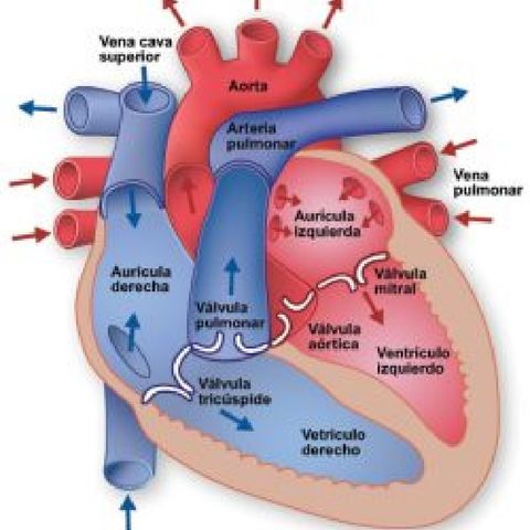 Circulación Interna del Corazón