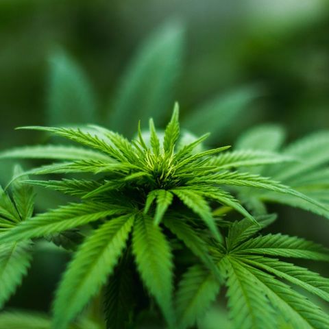 ‘Sundhedsjunglen': Cannabisbølgen strømmede over os af ren og skær politisk vilje. Var det en god idé?