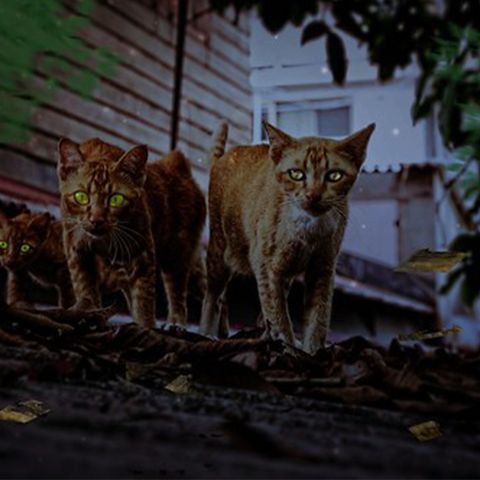 🐱 I gatti di Ulthar - H. P. Lovecraft