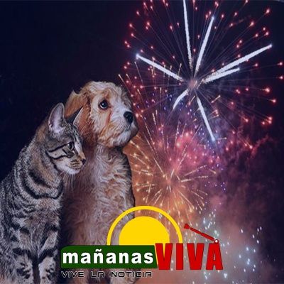 Fundaciones Animalistas campañas contra el uso de pólvora - Liliana Patiño