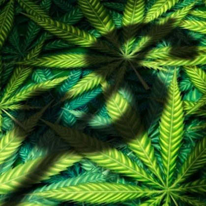 Contro la crisi del CoronaVirus legalizziamo la Cannabis