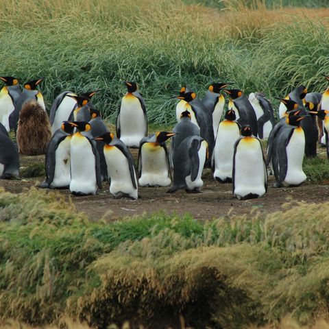 Reserva Natural de Pingüino Rey en Tierra de Fuego | Planeta Agua #04