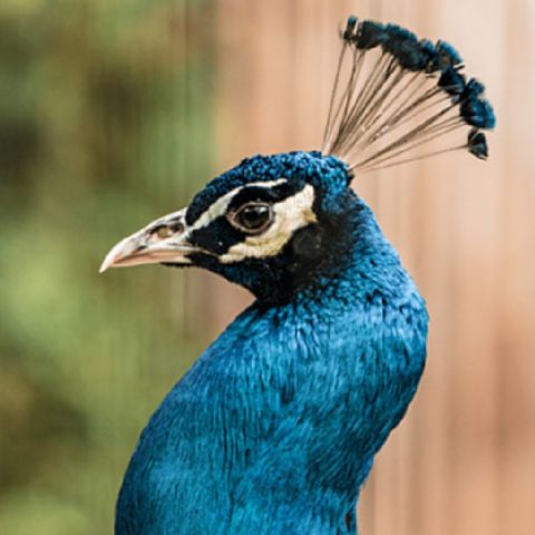 Fábula: O Pavão e a Garça