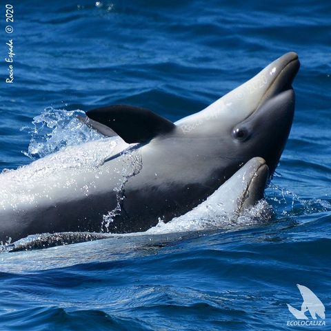 Orcas, veleros y avistamiento de cetáceos, con Rocio Espada | Actualidad y Empleo Ambiental #94