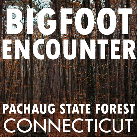 BIGFOOT ENCOUNTER IN THE PACHAUG STATE FOREST CONNECTICUT (THE CREATURE WAS HUGE!)