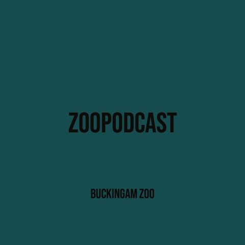Buckingam Zoo - ep 3 David Guetta