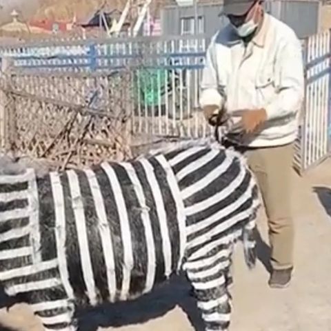 Exploding Toilets; Chow Chow Tigers, & Donkey Zebras