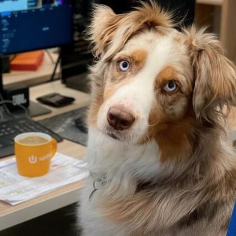 La tendenza della settimana: Il cane in ufficio, per il post-emergenza diventa una buona abitudine