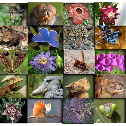 Orto botanico: Biodiversità e Ambiente