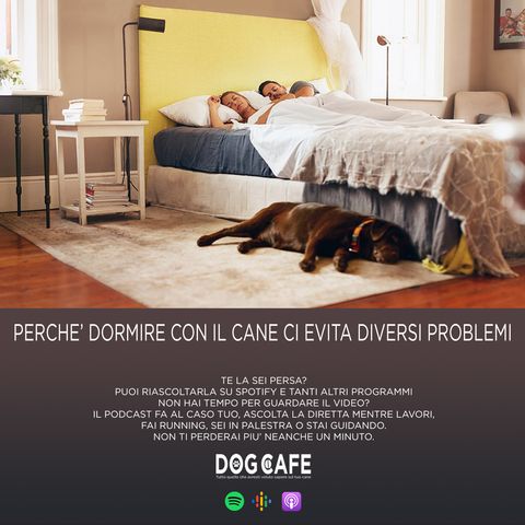 #44 - Perchè dormire con il cane ci evita diversi problemi.