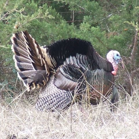 Rocky Mountain Turkey Hunting with Brian Posthumus from CPW