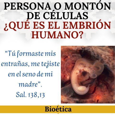 Persona o montón de células. ¿Qué es el embrión humano? Tema de bioética.