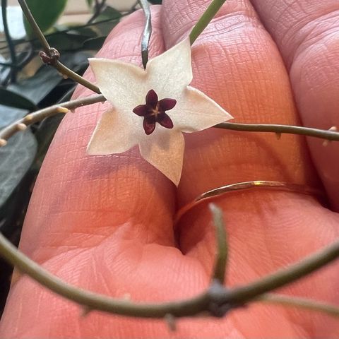 Episode 305 - Hoya blooming variables and what actually counts as science