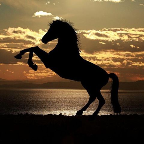 “Çerkes” Bizim Atımızdır