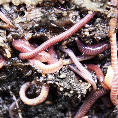 Ep. 335: Brainworm by Salem Savage-Cutcher