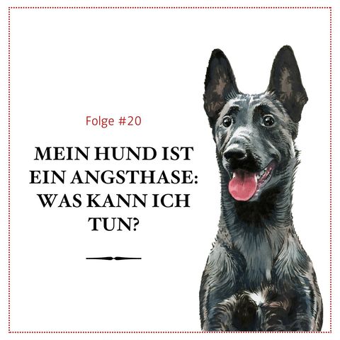 Mein Hund ist ein Angsthase: Was kann ich tun? - #20