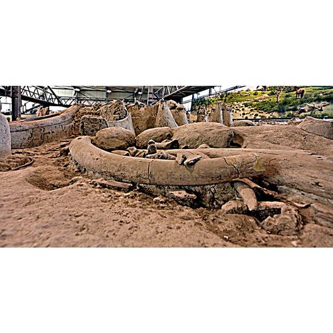 Cimitero degli Elefanti Antichi di Polledrara di Cecanibbio a Roma
