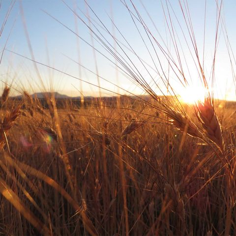 210: Wheat you can eat